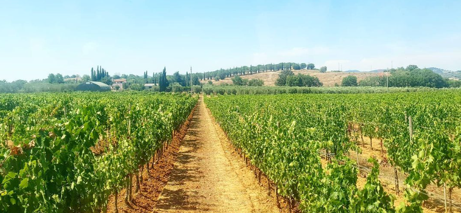 Agriturismo La Quercia, Enoturismo in Maremma Toscana