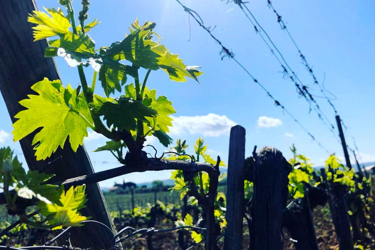 Enoturismo in Maremma Agriturismo-La-Quercia- Scansano