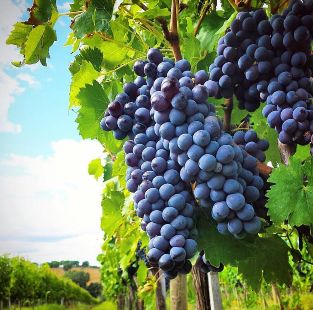 Agriturismo con piscina a Grosseto Agriturismo La Quercia Vendemmia