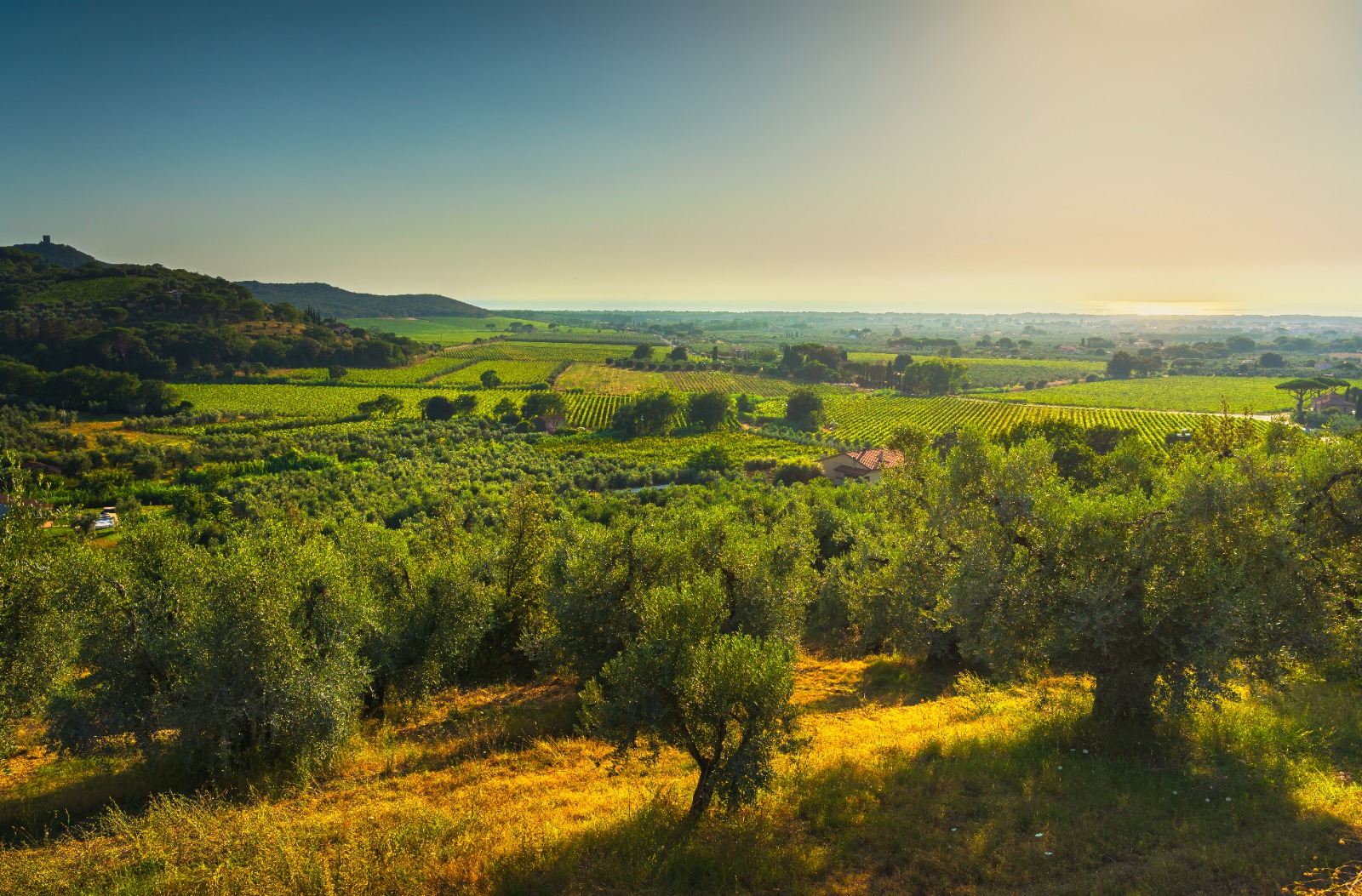 agriturismo scansano grosseto, agriturismo la quercia