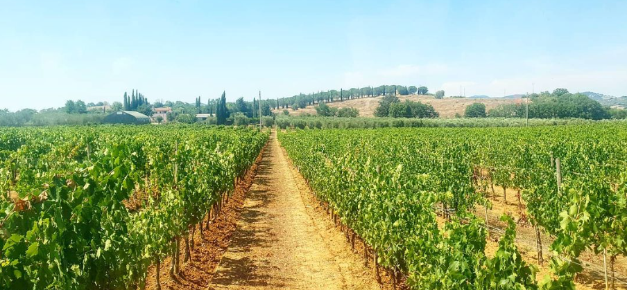 Enoturismo in Maremma – Agriturismo La Quercia