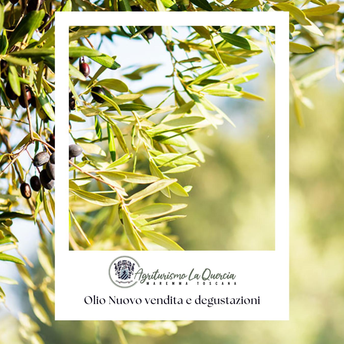 Agriturismo vendita prodotti tipici: Olio Nuovo – La Quercia