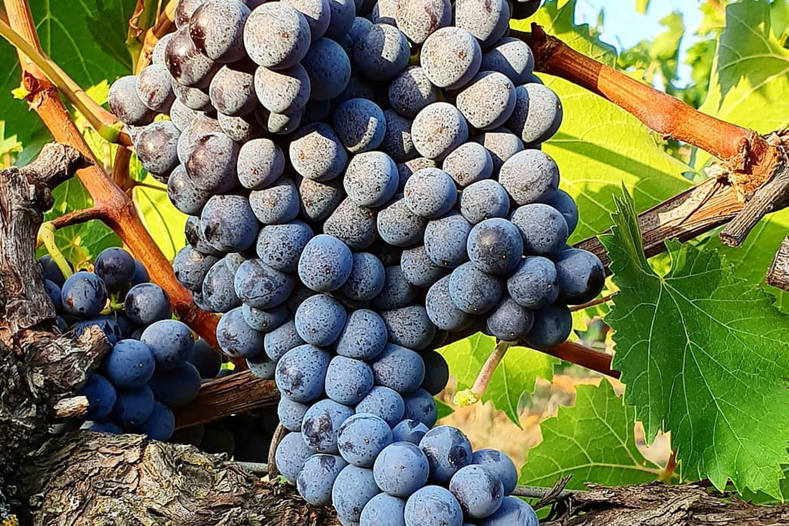 Attività da svolgere approfittando delle offerte Agriturismo Grosseto La Quercia