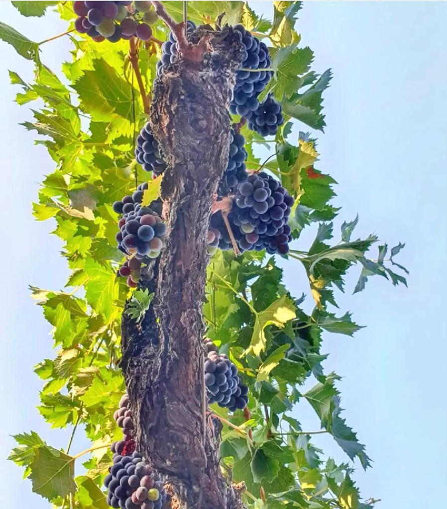 Vendemmia Agriturismo con piscina a Grosseto Agriturismo La Quercia