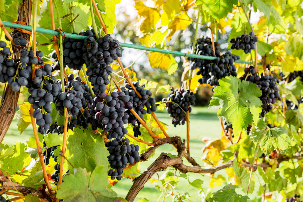 la-quercia-agriturismo-grosseto-with-pool-local-food-wine-tasting