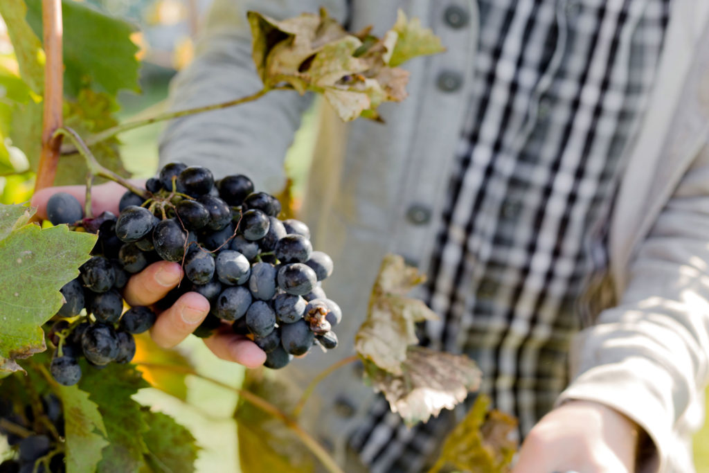 la-quercia-agriturismo-grosseto-with-pool-morellino-di-scansano-wine-tasting