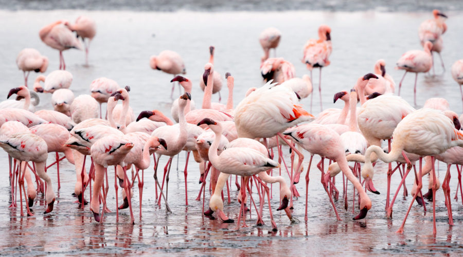 la-quercia-agriturismo-grosseto-with-pool-near-the-sea-and-the-maremma-natural-park-flamingos-900x500