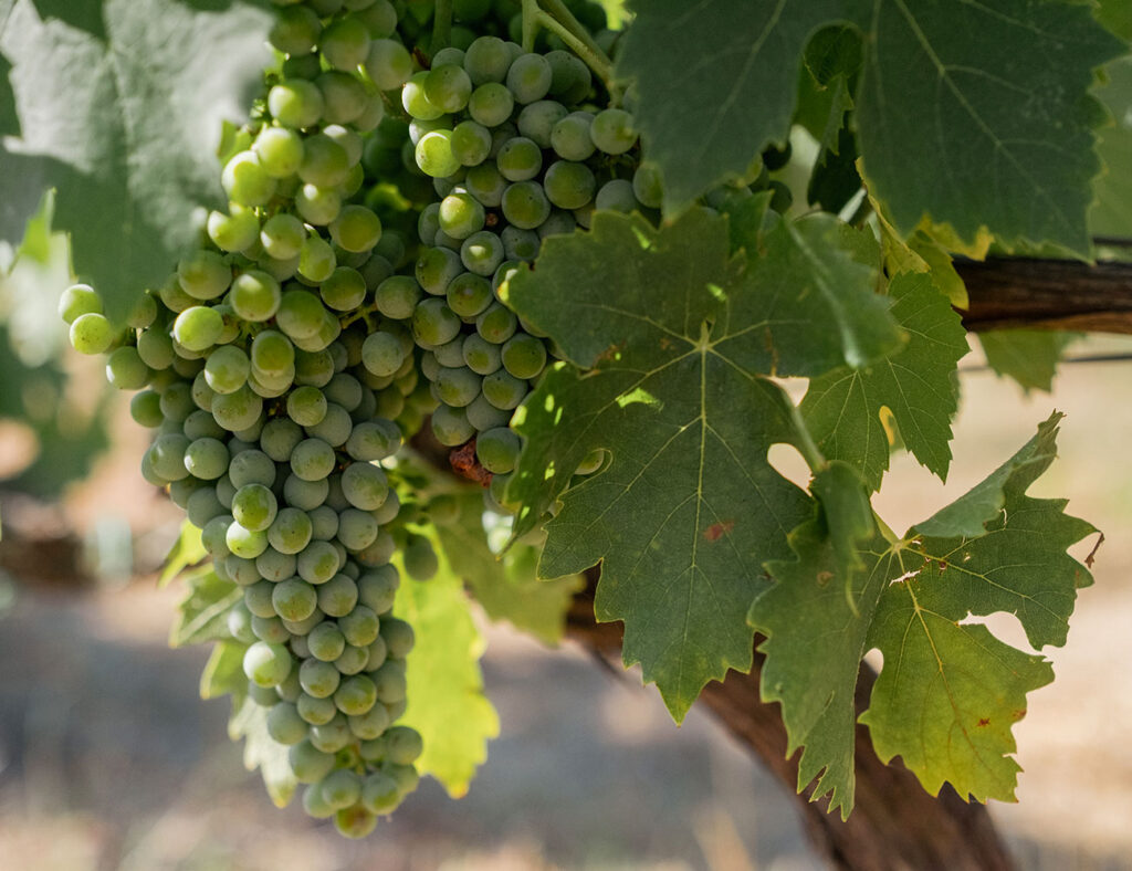 prodotti-tipici-e-degustazioniAgriturismo-La-Quercia